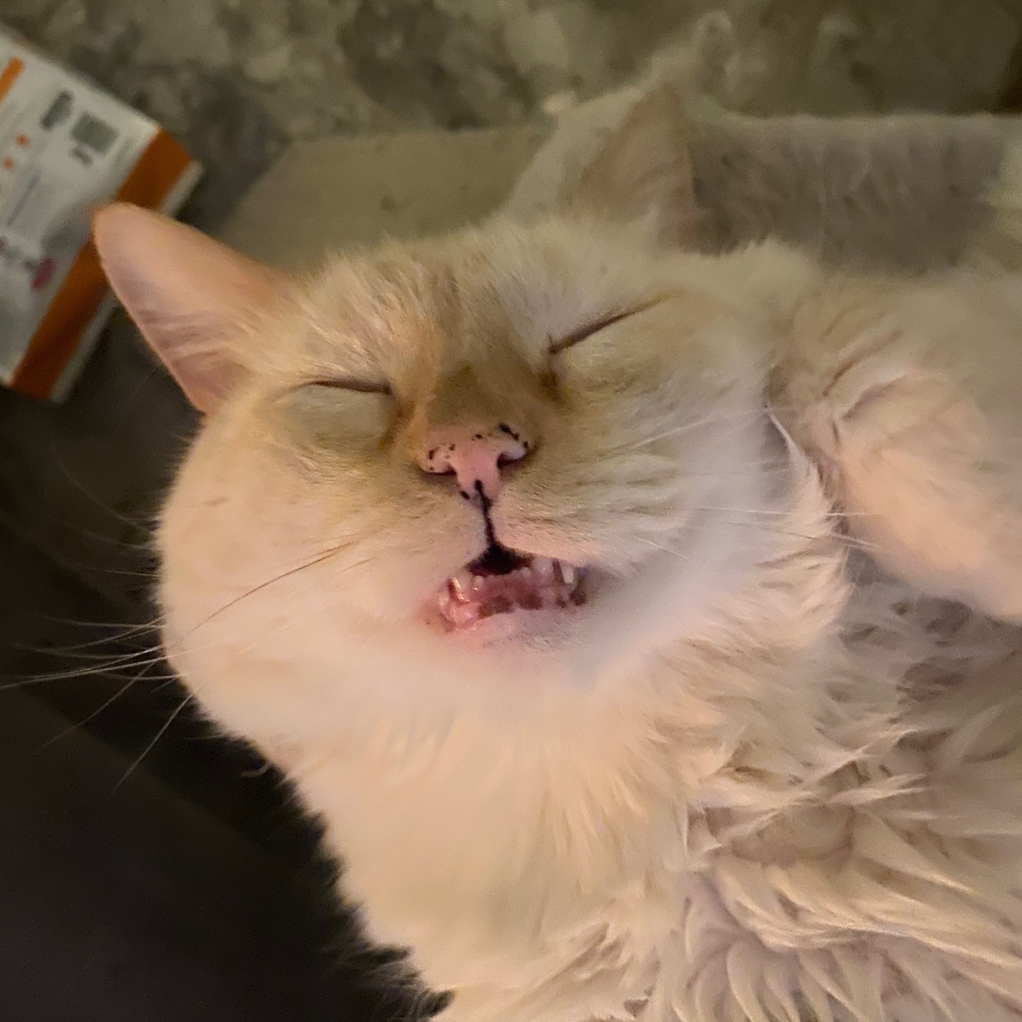 Funny cat face customer comment profile image